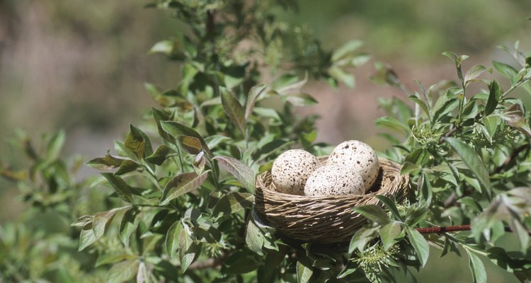 Las aves construyen nidos para sus huevos.