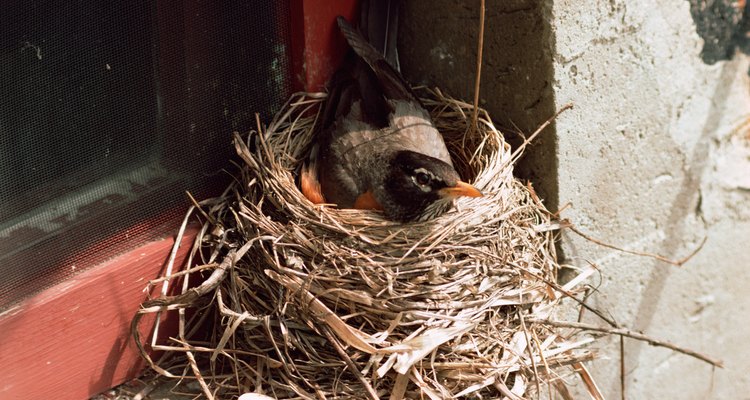 Fledgling robins are often clumsy and fall from the nest.