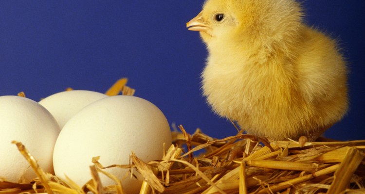 Aprenda a impedir que suas galinhas comam os próprios ovos