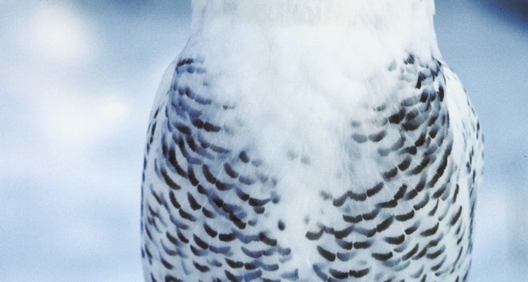 Aves e mamíferos compartilham algumas características