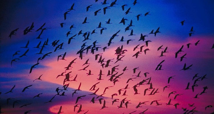 Muitos pássaros migram em grupos para longe de seus lares durante os meses de inverno