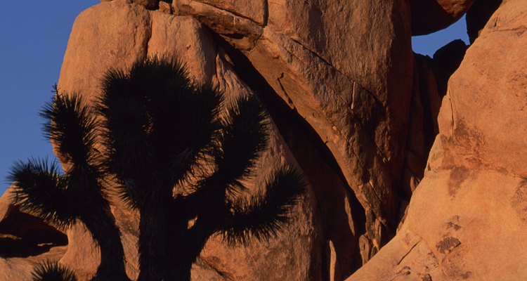 Joshua Tree National Park es famoso por sus rocas de escalada y el búlder como lo es por sus extraños árboles.