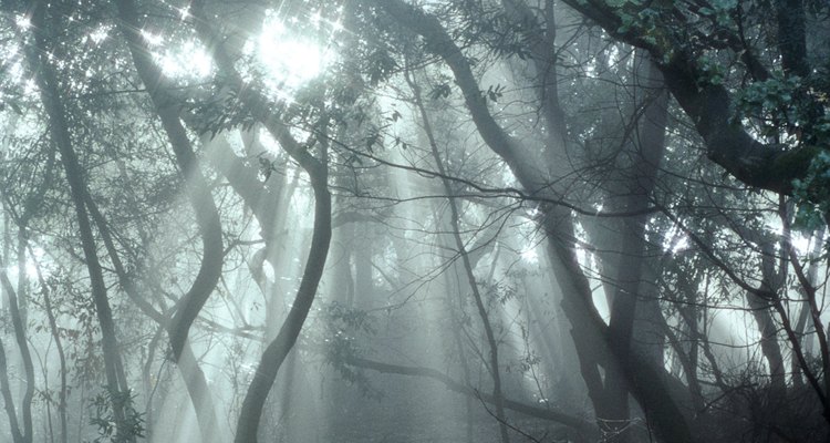 E.T. na floresta