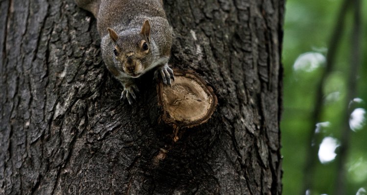 Las ardillas están entre los animales más dañinos cuando se trata de quitar la corteza de los árboles.