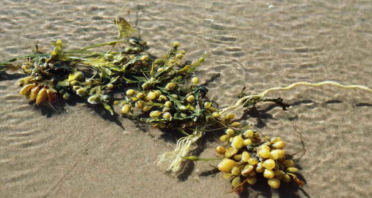 Ervas daninhas podem ser encontradas na areia da praia