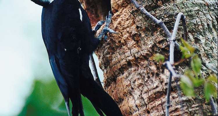 El pájaro carpintero tiene dos dedos hacia delante y dos dedos mirando hacia atrás, lo que le ayuda a trepar los árboles.
