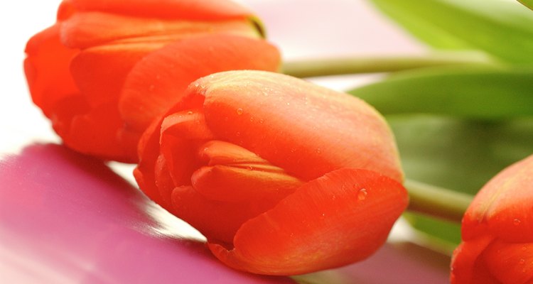 Los tulipanes son monocotiledóneos.