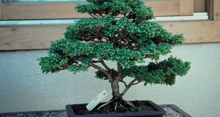 Aprende todo sobre el cuidado de árboles bonsái para que crezcan con éxito por tu cuenta.