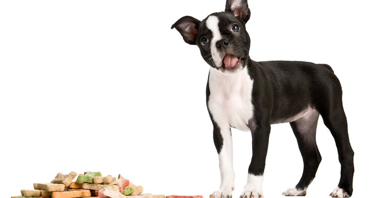 La alimentación de los animales es una ciencia en sí misma, y se ha aprendido mucho en los últimos años sobre las necesidades dietéticas de los miembros de la familia canina, y entre ellas se encuentra la vitamina D.