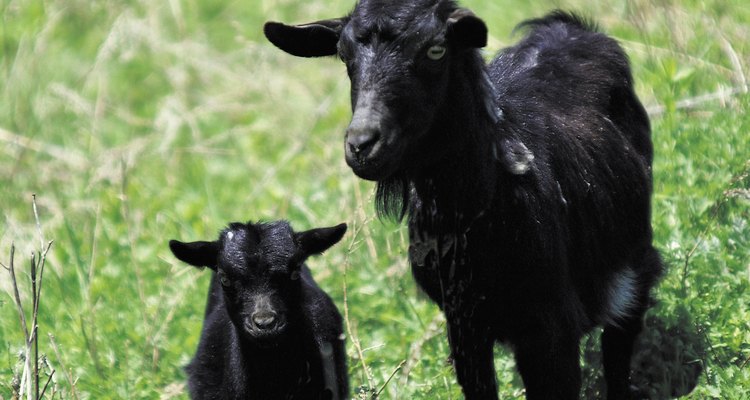 O nascimento seguro dos filhotes da cabra dependem de boas habilidades de observação