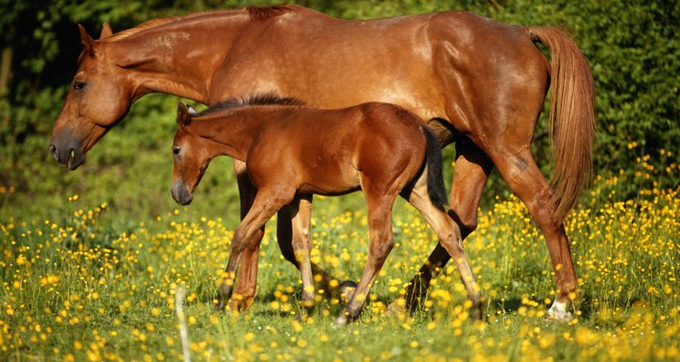 El tiempo normal de gestación de los caballos es de 11 meses.