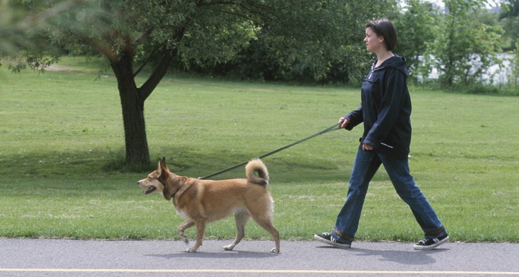 Más ejercicio puede ayudar a un perro a defecar.