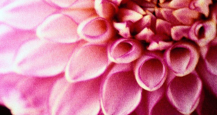 Dahlia Close-Up