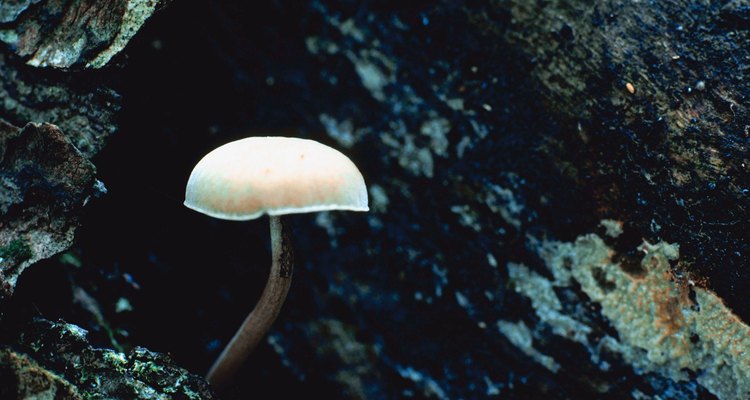 Las setas son la evidencia externa de una infección por hongos en el árbol.