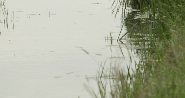 Removal of the invasive bulrush plant requries the use of an herbicide.