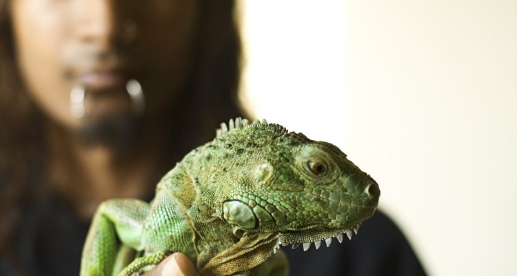 La iguana es una mascota popular.