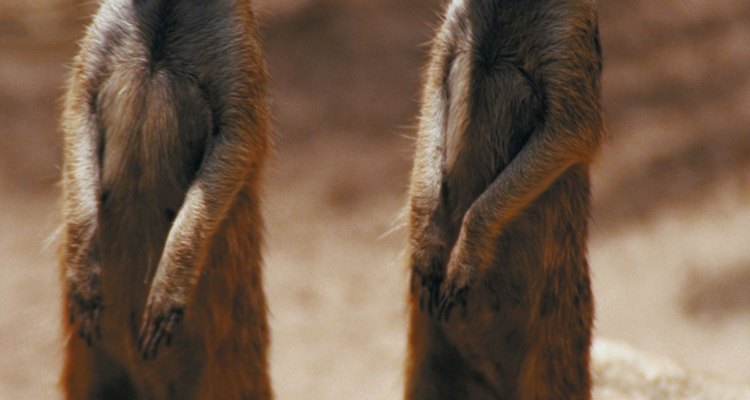 Meerkats typically live in hot, barren climates.