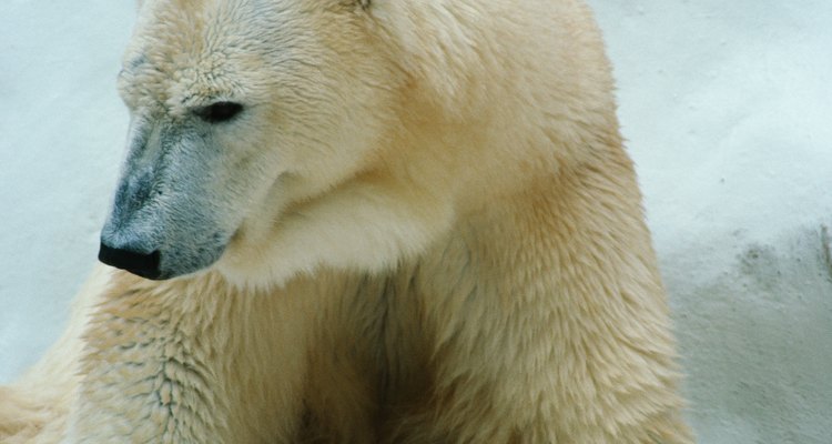 Haz juegos para enseñar a los niños de preescolar sobre los animales de zoológico.