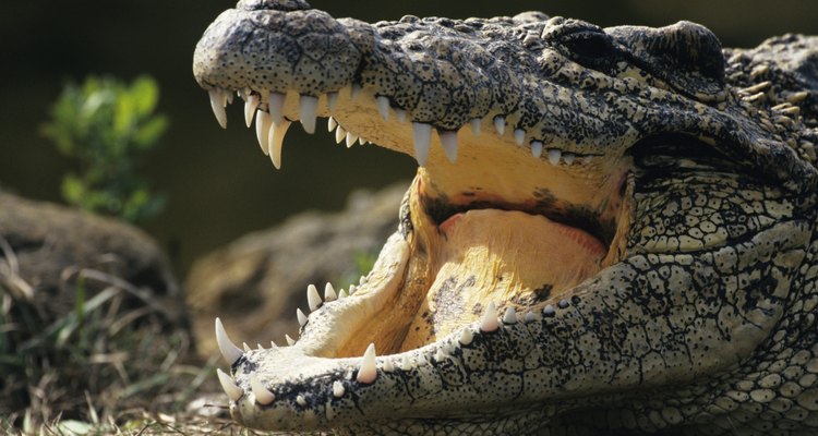 Los dientes de un reptil, como el cocodrilo, tienen una forma similar.