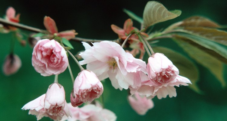 Kwanzan es un cultivo del cerezo oriental con flores dobles que tienen un pétalo adicional.