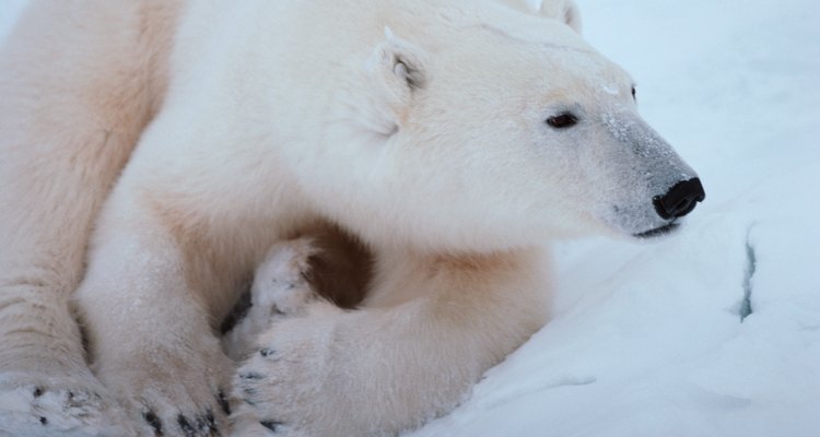 Recreate a bear's black nose and whiskers on your baby's face.