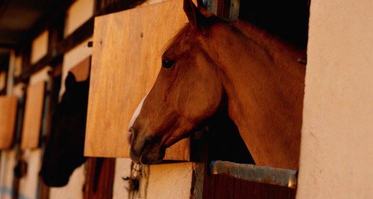 Se seu cavalo for alérgico a picadas de insetos, tente mantê-lo no estábulo durante o dia