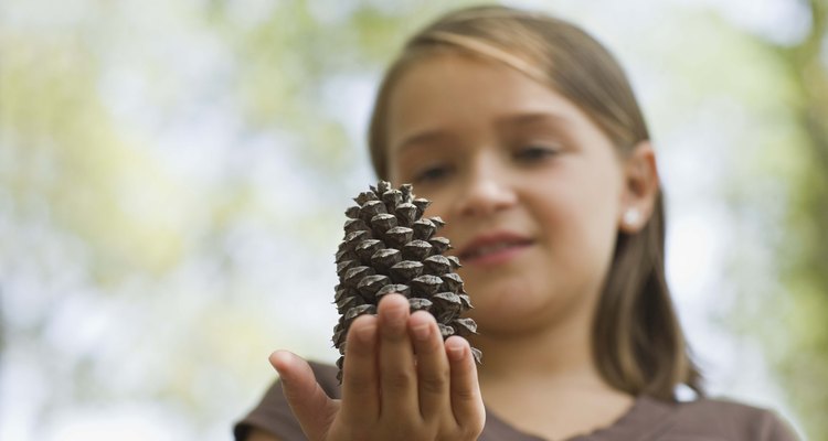 Pine cones linger on branches for two to three years before maturing.