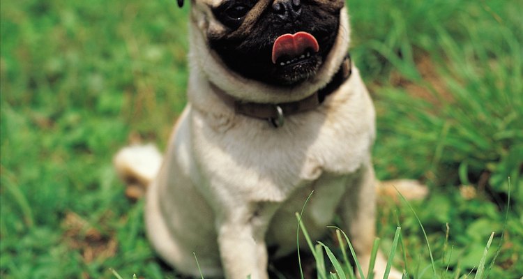 A urina de cães e gatos pode danificar o gramado