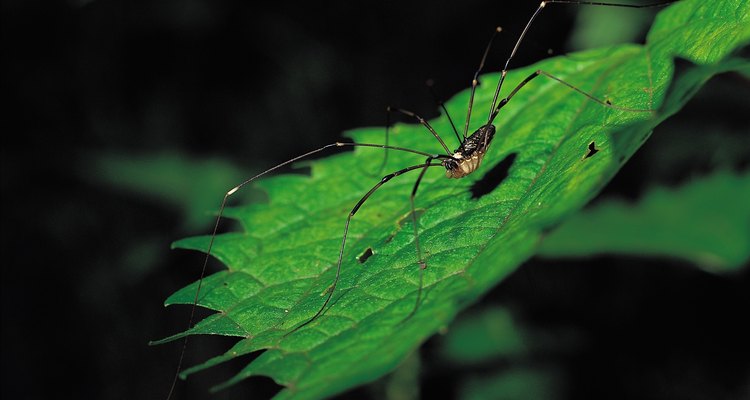 Muchas arañas han evolucionado y usan los árboles para alimentarse.