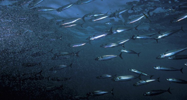 Mackerels are a good food source for penguins.