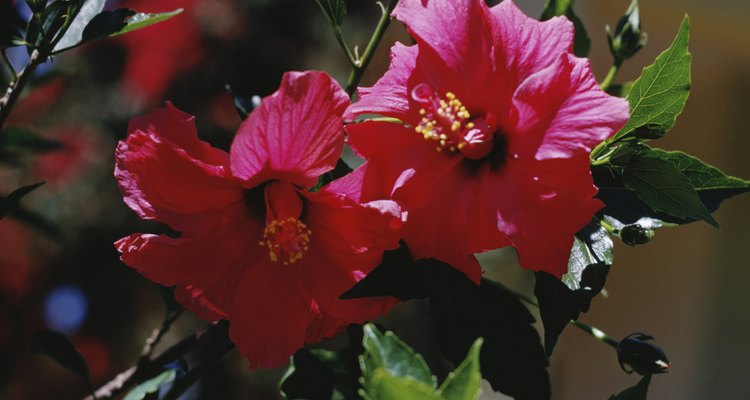 As flores do hibisco podem criar corantes naturais vibrantes