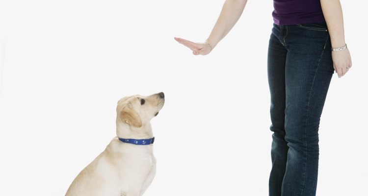Las señales básicas de obediencia ayudan a la clasificación como el alfa de tu perro.