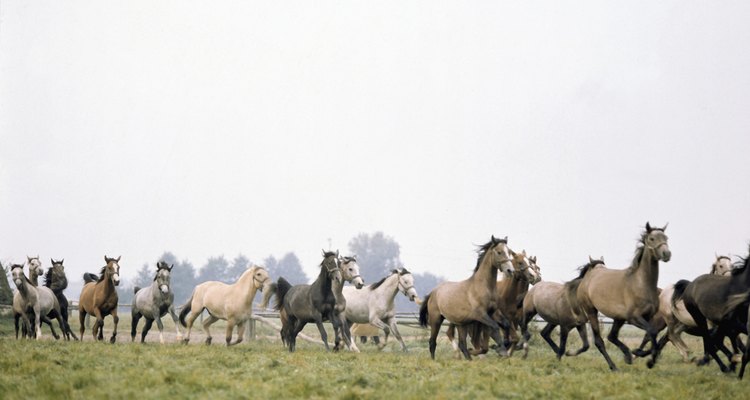 Los caballos muestran agitación e inquietud antes de un desastre natural.