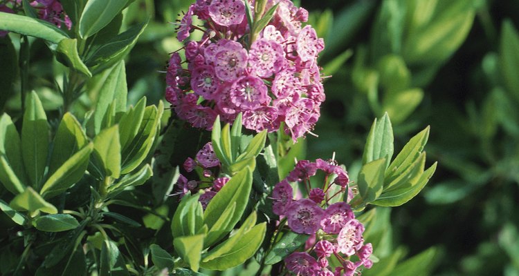 Fertiliza tus azaleas a principios de la primavera y el verano.
