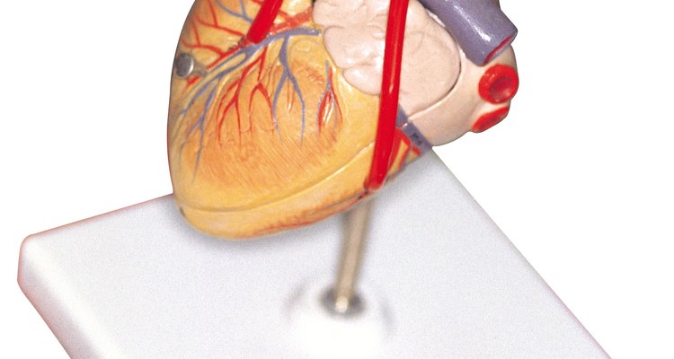 Utiliza actividades que tengan que ver con el pulso para introducir el tema del funcionamiento del corazón.