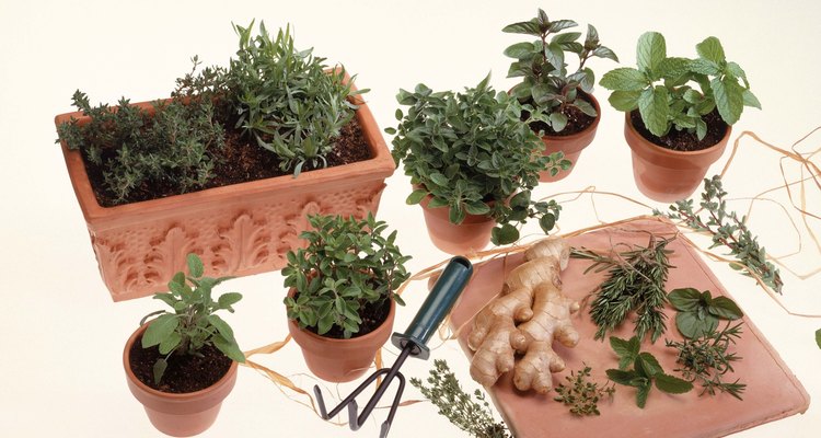 Potted herbs and ginger