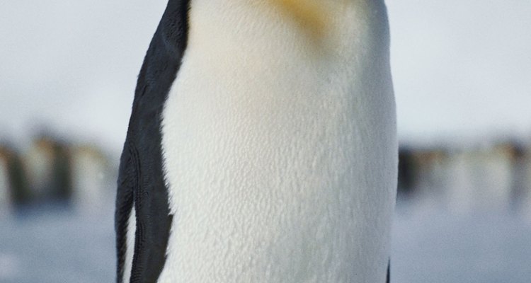 Los pingüinos jóvenes se resguardan del frío bajo los cuerpos de sus padres.