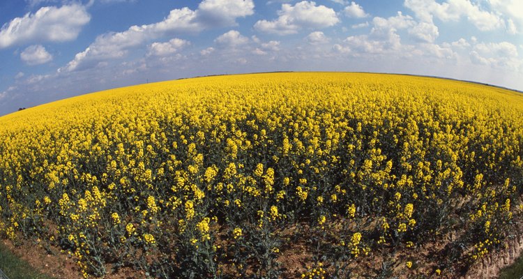 Field of rapeseed crop