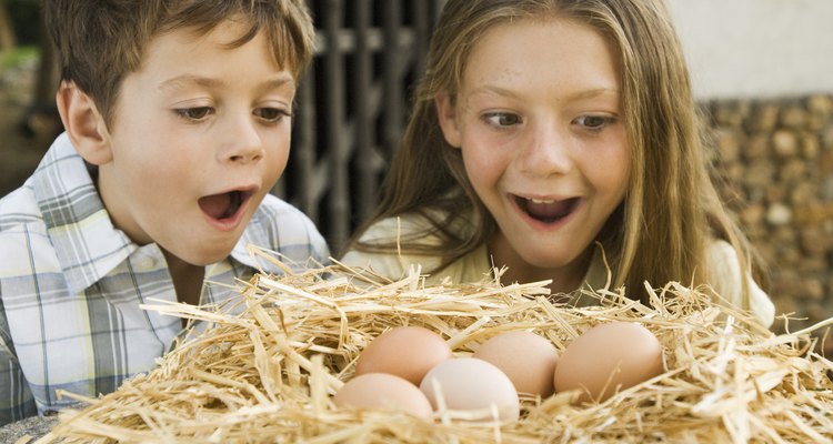 Dale a tu hijo un tiempo a solas con huevos de verdad en su hábitat natural.