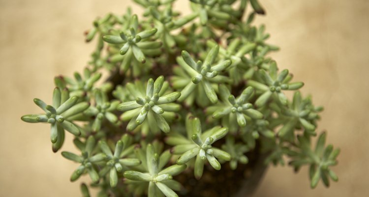 Las suculentas como hermanas de los cactus pueden situarse en el mismo espacio.