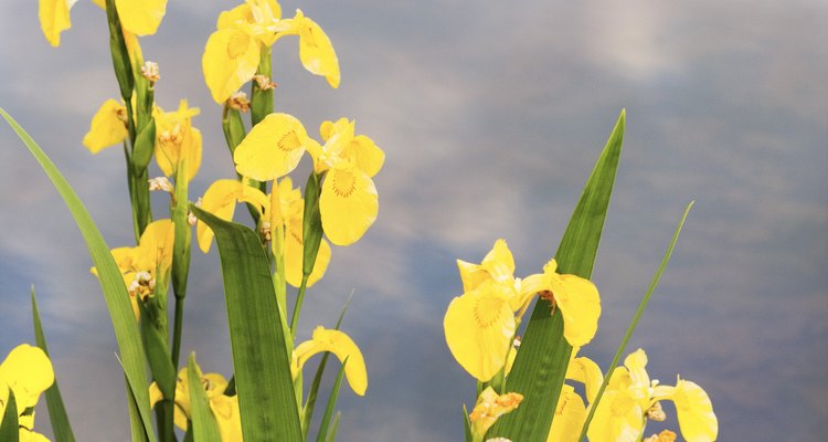 Irises amarillos