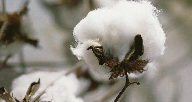Las plantas de algodón se cosechan y luego se confecciona en telas de algodón.