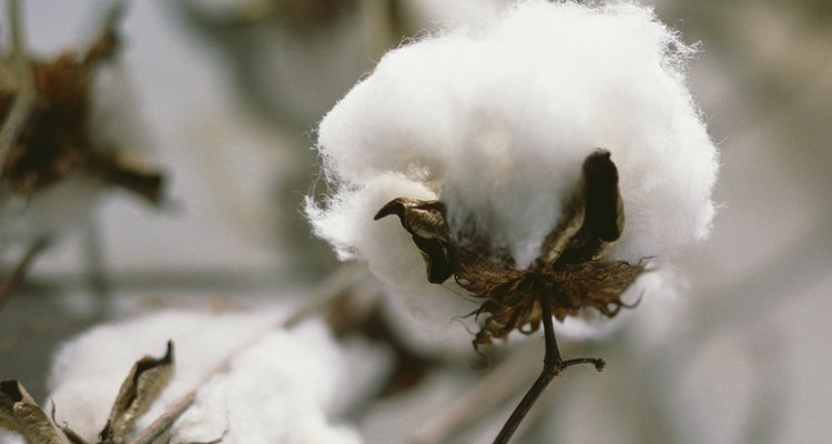 Cotton plant