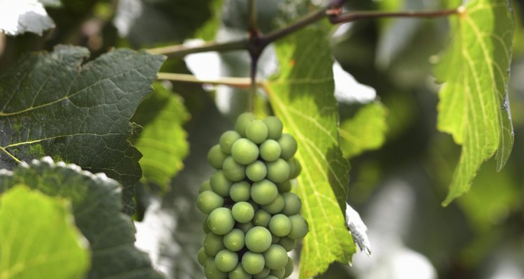 Las vides de uva silvestres pueden ser consideradas una especie invasora por algunos jardineros.