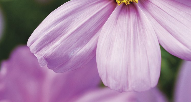 Bright coloured cosmos are easy to grow.
