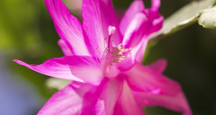 Un estallido de color de cactus