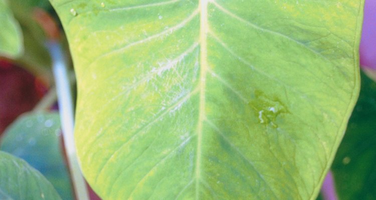 Plants with large leaves add interest to the garden.