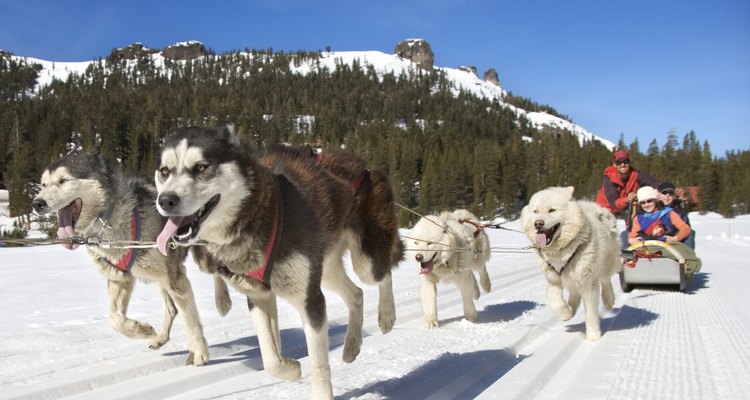 Os huskies siberianos são uma raça desafiadora porque tendem a correr para longe quando têm a chance