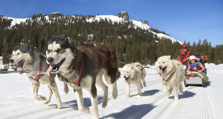 A diferencia del pastor alemán, el husky siberiano es criado para soportar temperaturas muy bajas.