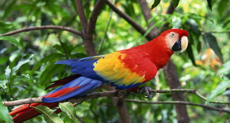 Parrots and Macaws are best housed in outside aviaries